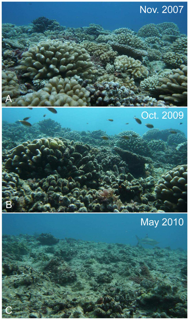 reduction in coral cover.
