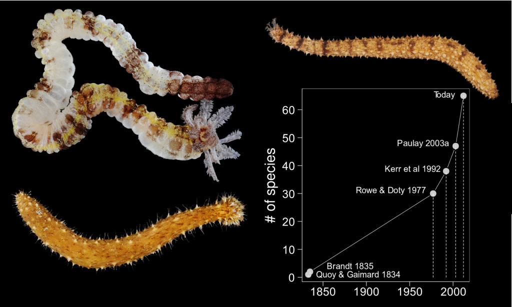 The littoral sea cucumber fauna from Guam - a diversity curve that still does not asymptote -- Euapta tahitiensis (top left), Holothuria olivacea (bottom left), Holothuria aff. impatiens (top right), The diversity curve for the sea cucumbers of Guam (bottom right).