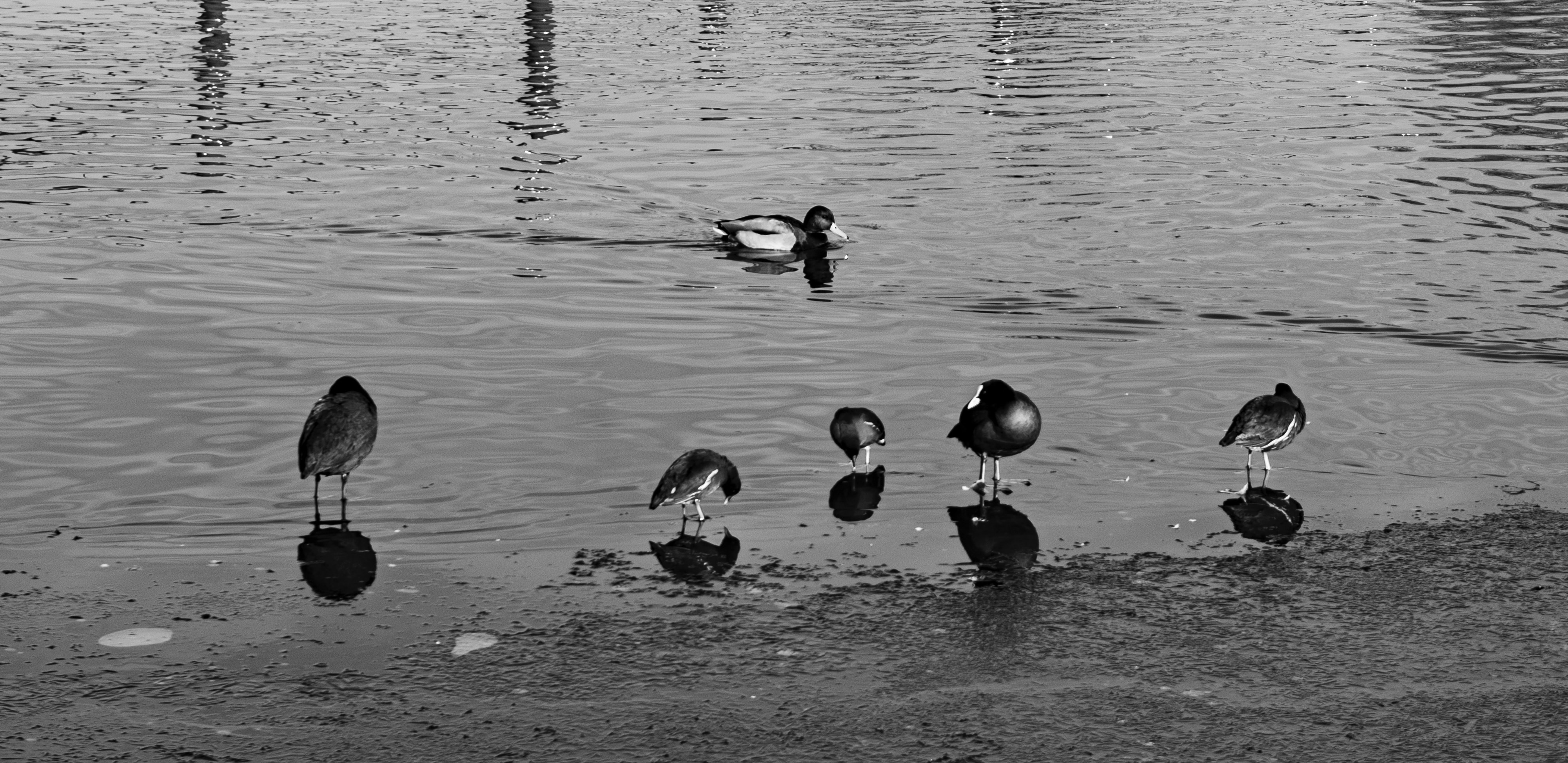 2023-06-bw-ducks.jpg